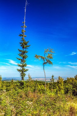 Ormanın güzel manzarası