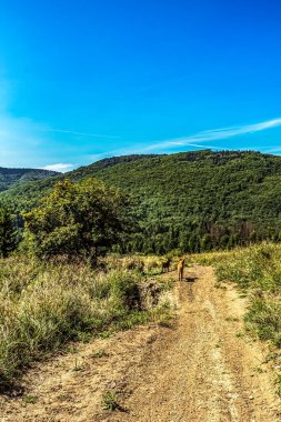 Ormanın ortasında ağaçlarla dolu bir yol..
