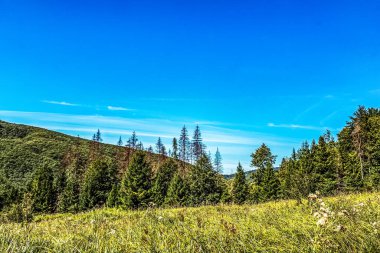 Dağlardaki ağaçların güzel bir görüntüsü.