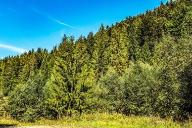 Dağ yamacında orman ve ağaçlar. Güneş ağaçların arasından parlıyor..