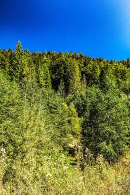 Dağlarda yeşil ağaçlar ve mavi gökyüzü
