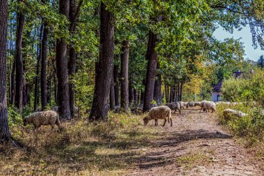 Ormanda bir koyun sürüsü