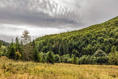 Ağaçları ve renkli bulutları olan sonbahar ormanı