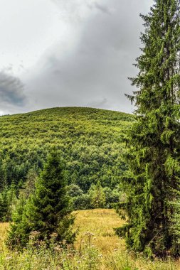 Yazın bulutlu mavi gökyüzü olan tepedeki yeşil orman.