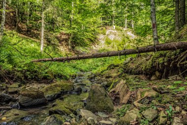 Güzel dağ ormanı manzarası