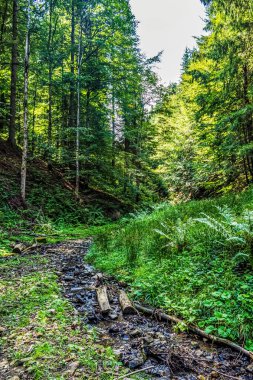 Dağlarda güzel bir orman manzarası