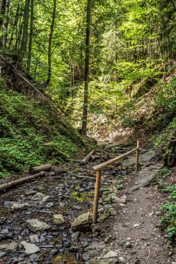 Ormanın arka planında geniş tahta bir patika var.
