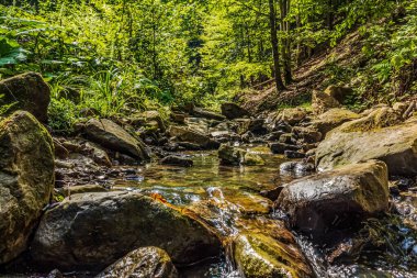 Ormandaki güzel nehir