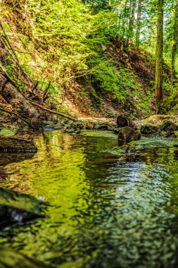 Ormandaki nehrin güzel manzarası