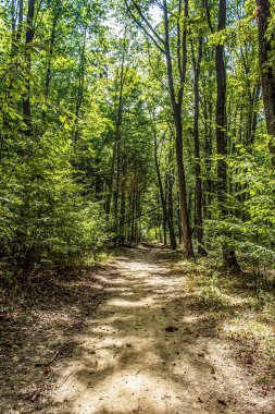 Sonbahar mevsiminde ormanda bir patika..