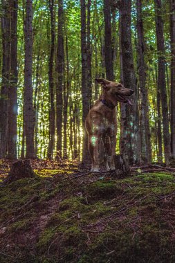 Köpekler, güneşli bir günde Scotia 'yı ormanda besler.