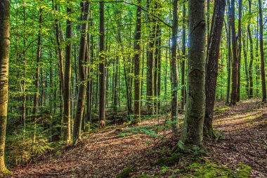 orman ve yeşil ağaçlar