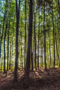 Güneşli bir günde bir ormanın ve ağaçların alçak açılı görüntüsü
