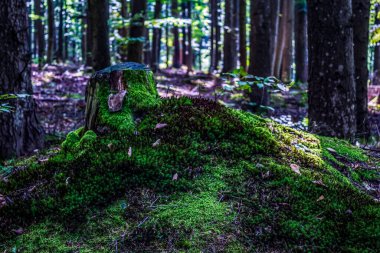 Ağaçları olan güzel yeşil orman