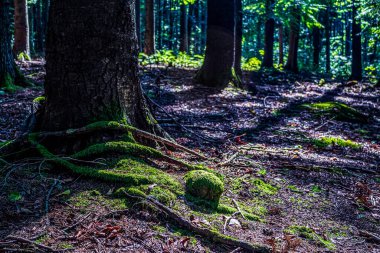 Doğadaki güzel orman manzarası