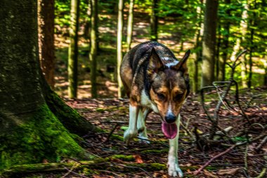 Ormandaki genç siyah kurdun portresi. Slovakya
