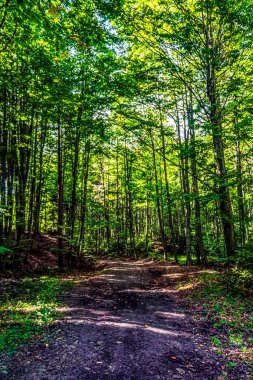 Ormandaki ağaçların arasından geçen orman yolu.