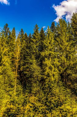 Ağaçlar ve yapraklarla dolu güzel sonbahar manzarası