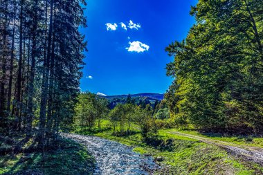 Ormanda bir ağacı olan güzel bir manzara.