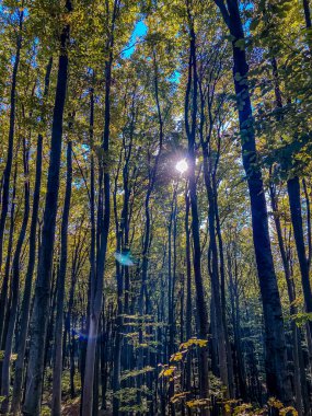 Ağaçlar ve yapraklarla dolu sonbahar ormanı
