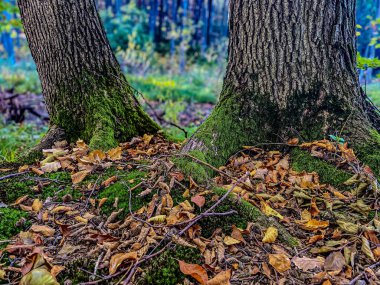 Ormanda devrilmiş bir ağaç