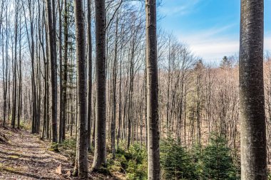 Sabahın erken saatlerinde orman