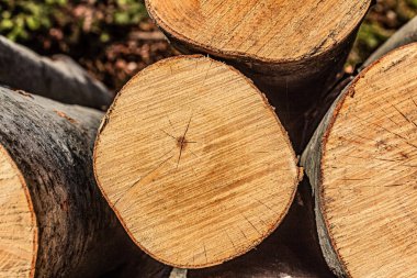 Ormanda odun yığını.