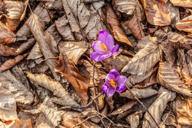 Bahçedeki timsahlar