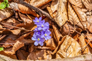 Ormanda mor çiçekler