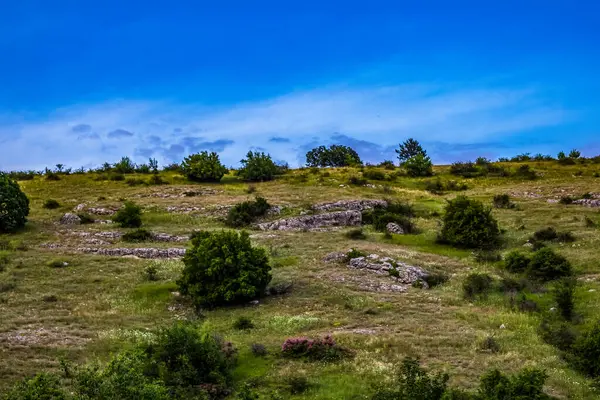 Yeşil çimenlerin dikey görüntüsü ve bulutlu arka planda mavi bir gökyüzü.