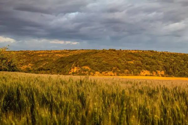 Akşam ışığında bir buğday tarlası