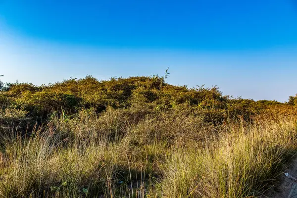 Ağaçlar ve mavi gökyüzü olan güzel bir manzara.