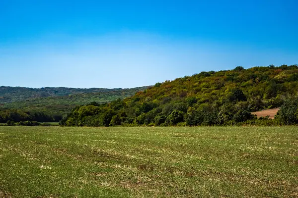 Kırsalda yeşil tarla ve orman