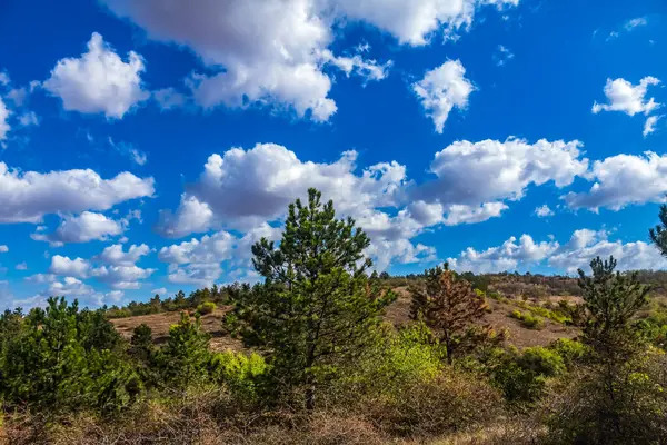 Dağlarda güzel bir orman manzarası