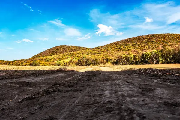 Ormanda bir ağacı olan güzel bir manzara.