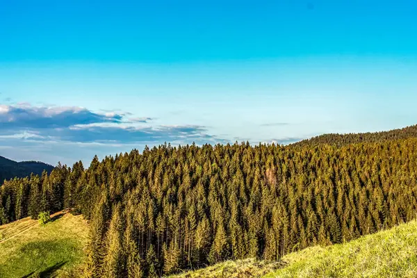 Dağlarda yaz. Ağaçlı güzel bir manzara.