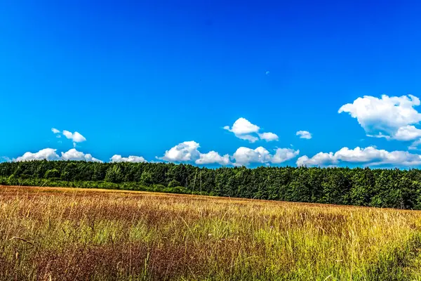 Yeşil çimen ve mavi gökyüzü
