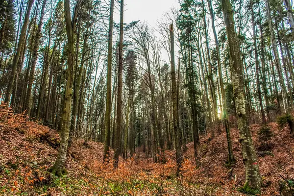 Güzel orman manzarası, sonbahar ormanı.