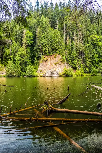 Arka planda dağ ormanı olan güzel bir göl.