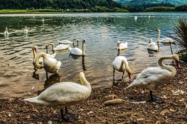 Gölün kıyısında kuğular