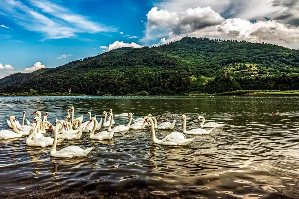 bir göl kenarında güzel Kuğu.