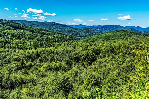 Tepeden yazlık dağ manzarası. Orman kozalaklı bir ağaçla örtülmüştür. güzel doğa.