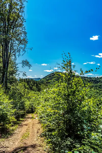 Yeşil ormanda yol, mavi gökyüzü ve yeşil ağaçlar