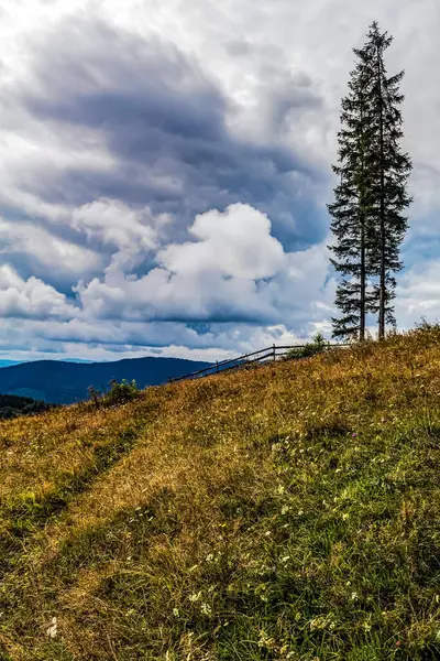 Dağlardaki sonbahar ormanı. Karpat Dağları. ukraine.