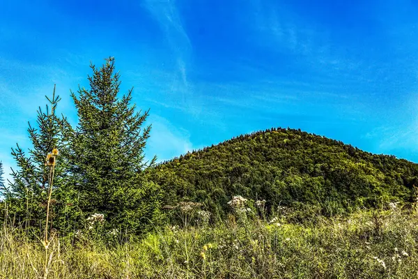 yeşil ağaçlar ve mavi gökyüzü