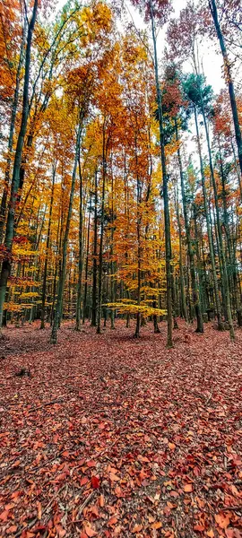 Sonbahar ormanı sabahları
