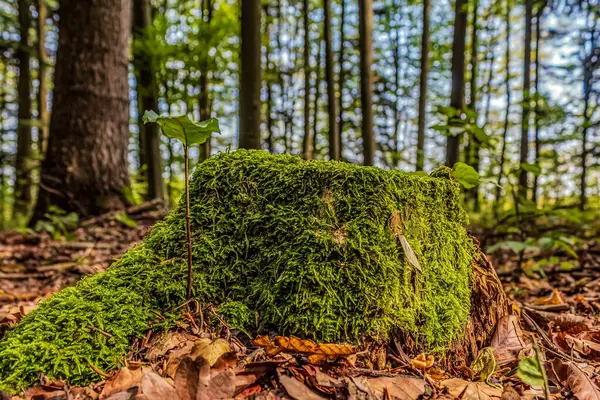 Ormandaki ağaç kütüğünde yosun var.