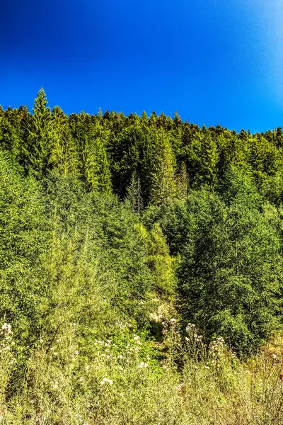 Dağlarda yeşil ağaçlar ve mavi gökyüzü