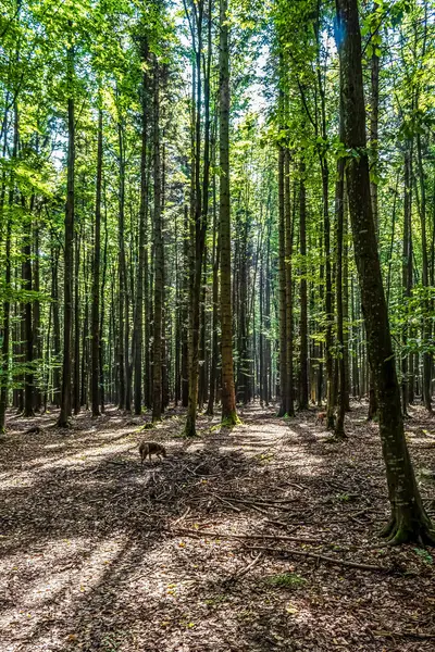 Bir yaz gününde bir orman manzarası