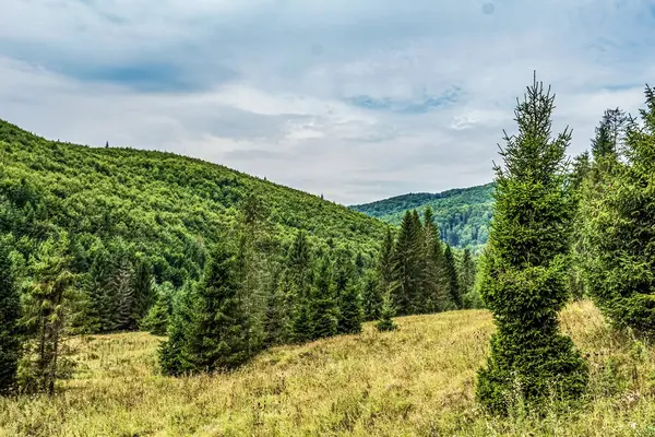 Dağlarda yeşil ağaçlar. güzel doğa